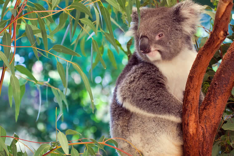 Koala in Brisbane Queensland
