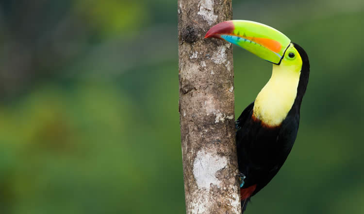 Tucan bird in South America