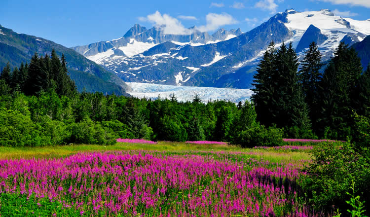 Alaska Anchorage Spring Flowers