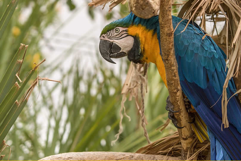 Jungle Island Parrot