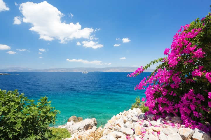 Greece flower and Mediterranean Sea