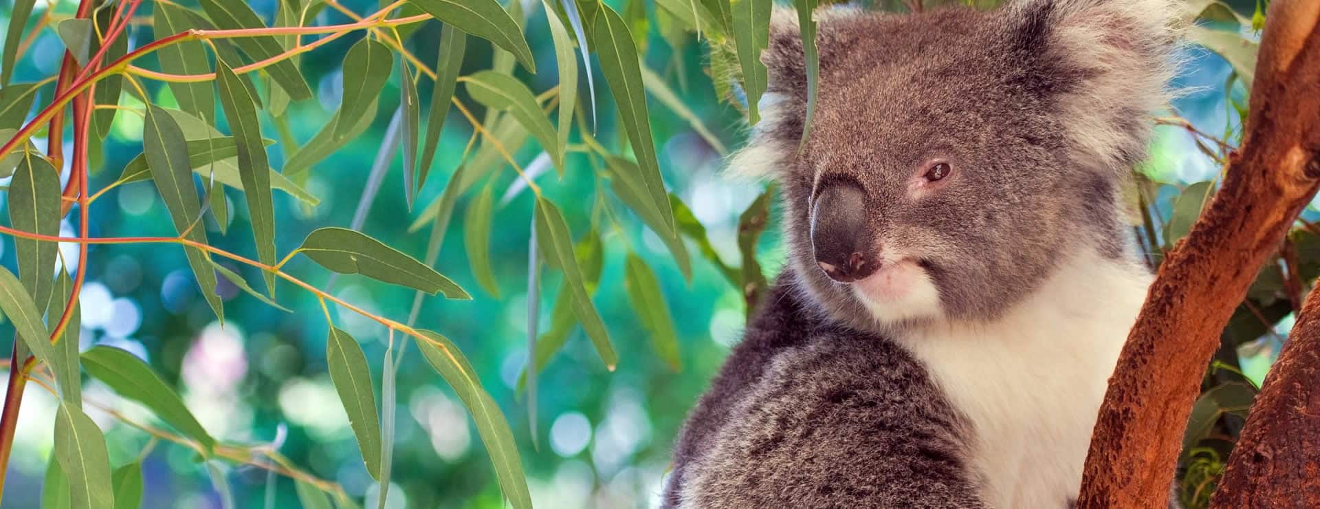 Brisbane Queensland koala